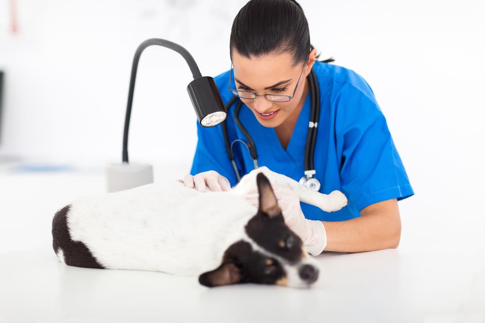 The Importance of Regular Vet Check-ups