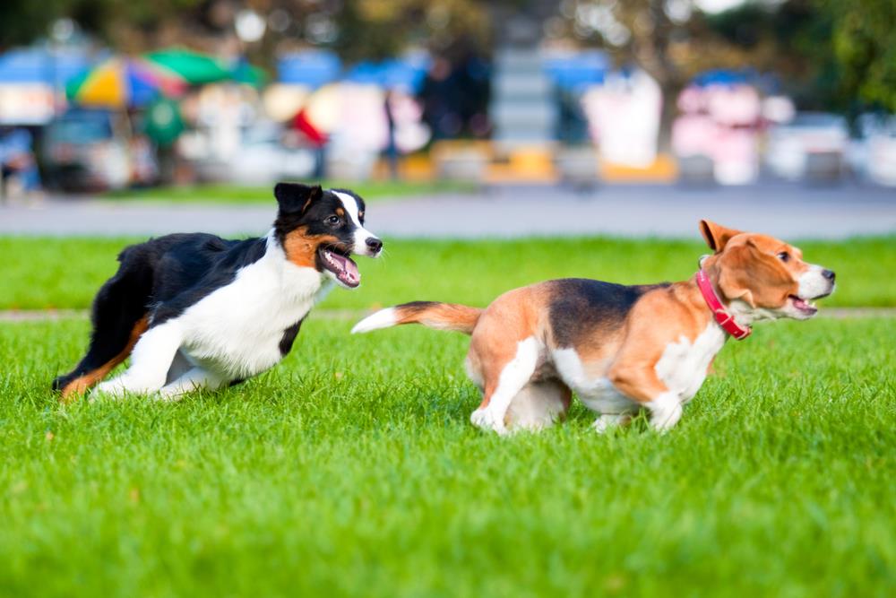 How To Keep Your Pets Active and Engaged