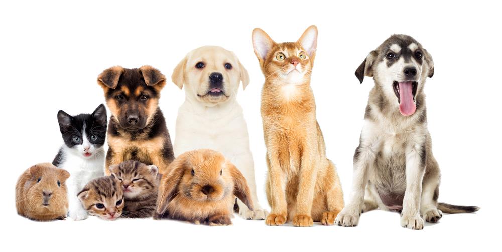 How To Introduce New Pets To Your Existing Ones