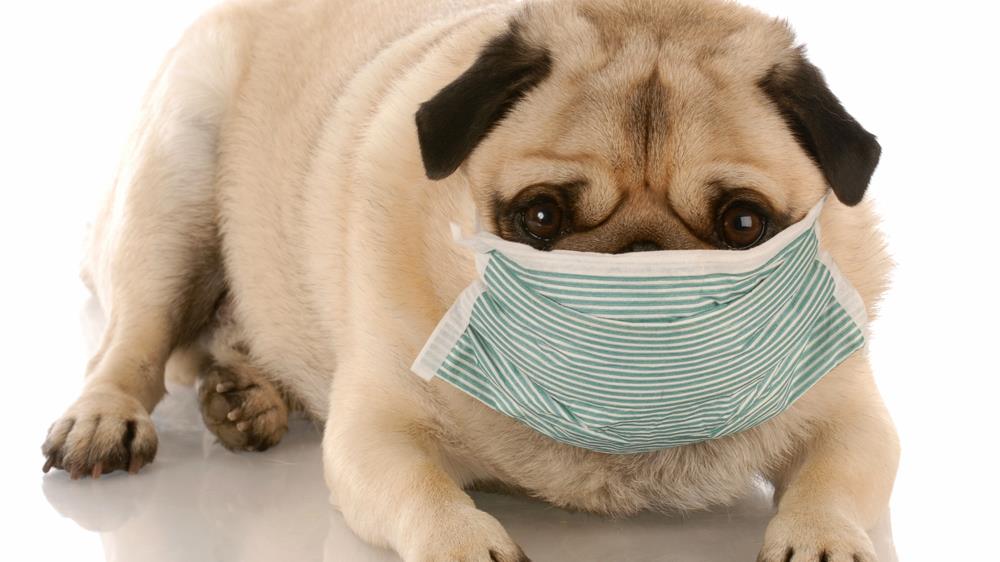 Pet Allergies Symptoms: Identifying and Managing Allergic Reactions in Pets