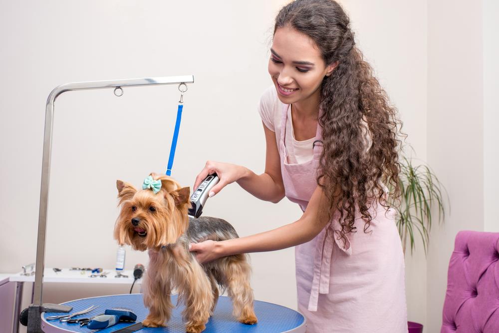 The Complete Guide to Pet Grooming