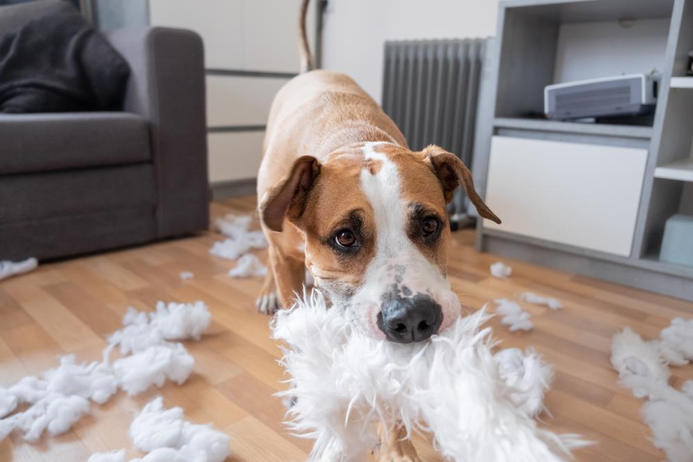 How To Pet Proof Your Home