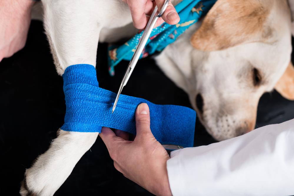 Pet Emergency Preparedness: Ensuring Your Furry Friend's Safety in a Crisis