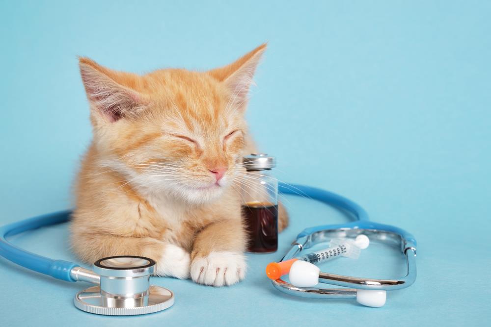 Common Pet Illnesses: A Guide for Australian Pet Owners
