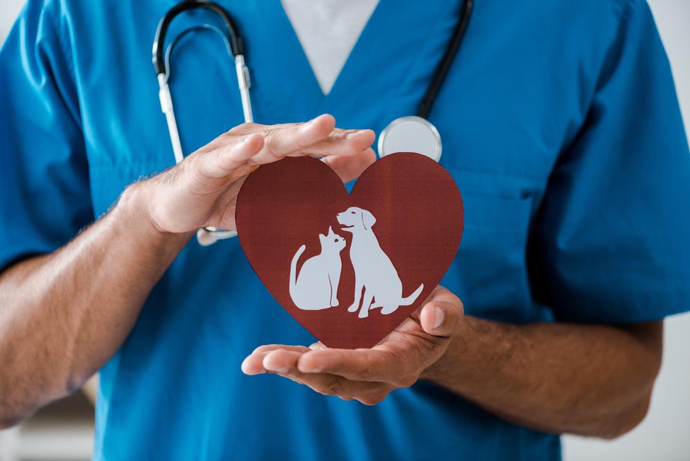 Choosing The Right Vet: A Comprehensive Guide