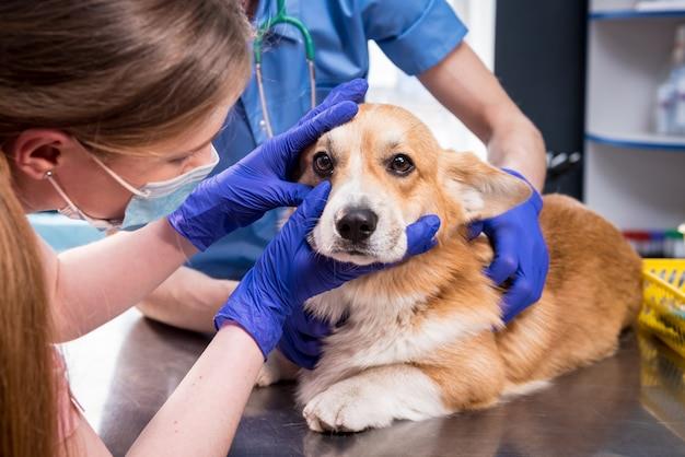 Why Pets Need Regular Eye Check-ups