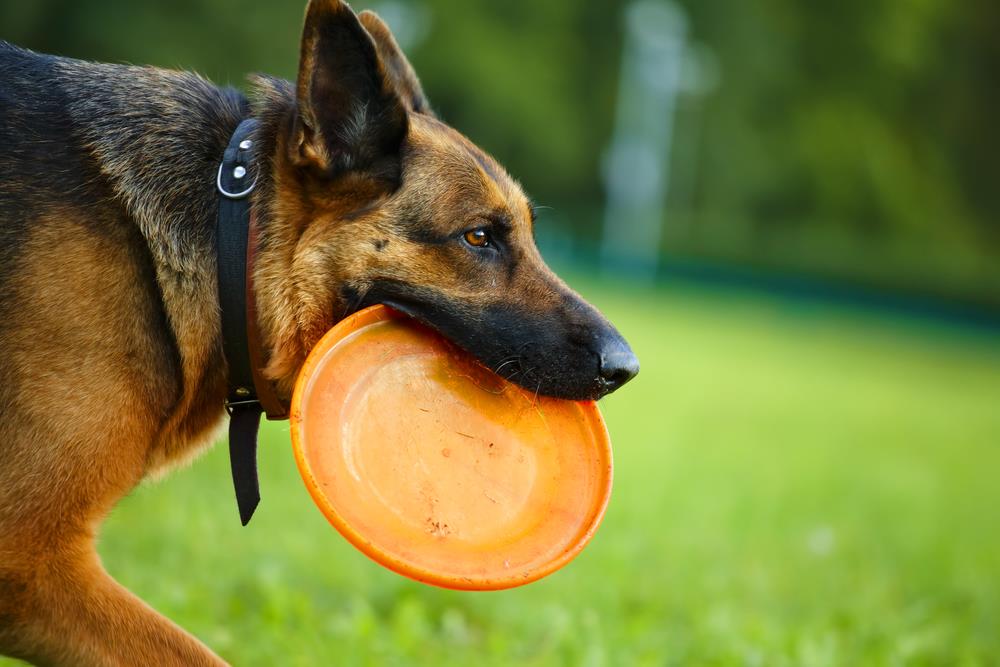 Why It's Important to Play with Your Pets