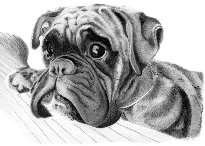 Drawing Pets