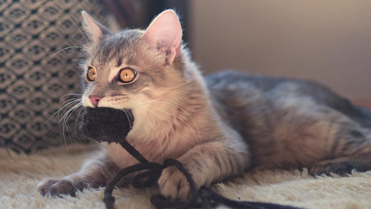 Things You Shouldn't Buy for Your Pet