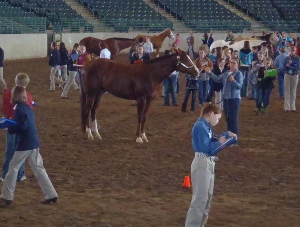4-H Horse Program