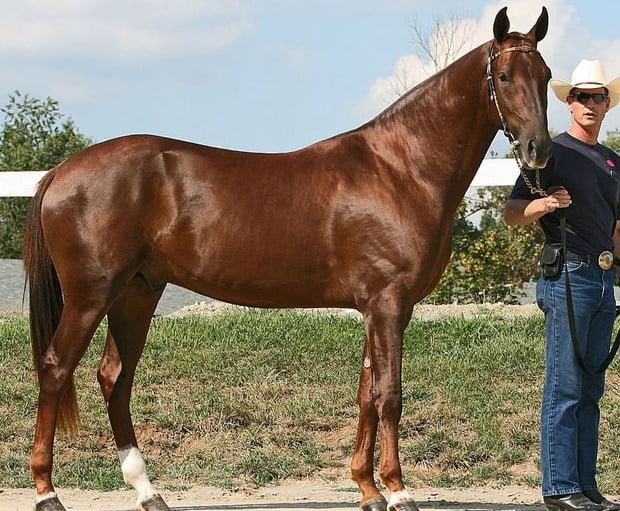 Akhal-Teke Horse
