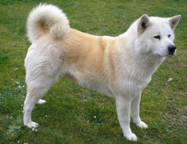 Akita Breed Characteristics: A Comprehensive Guide