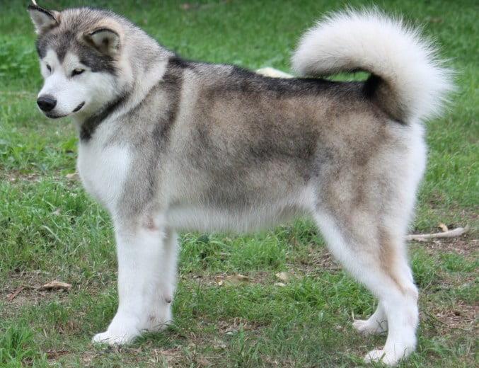 Alaskan Malamute Care: A Comprehensive Guide for Australian Owners