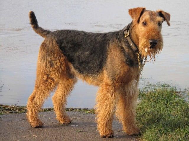 Airedale Terrier