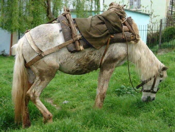 Albanian Horse
