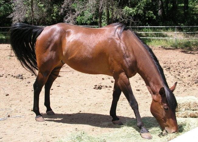 Alter Real Horse