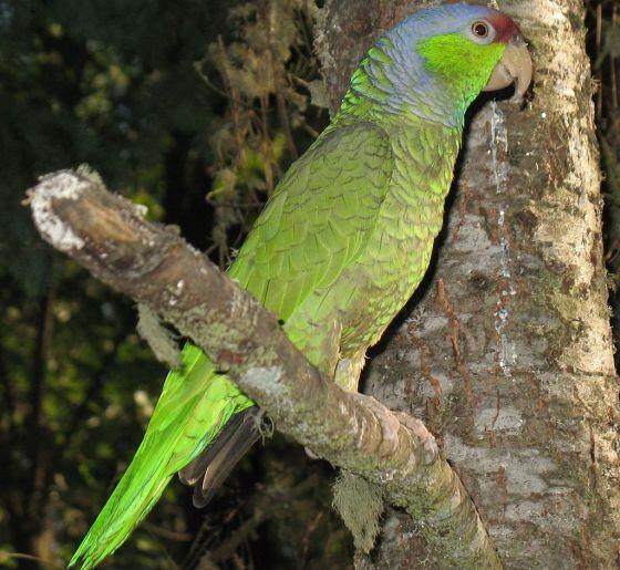 Amazon Parrots
