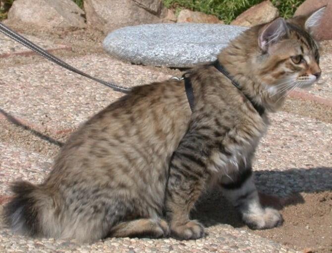 American Bobtail Cat