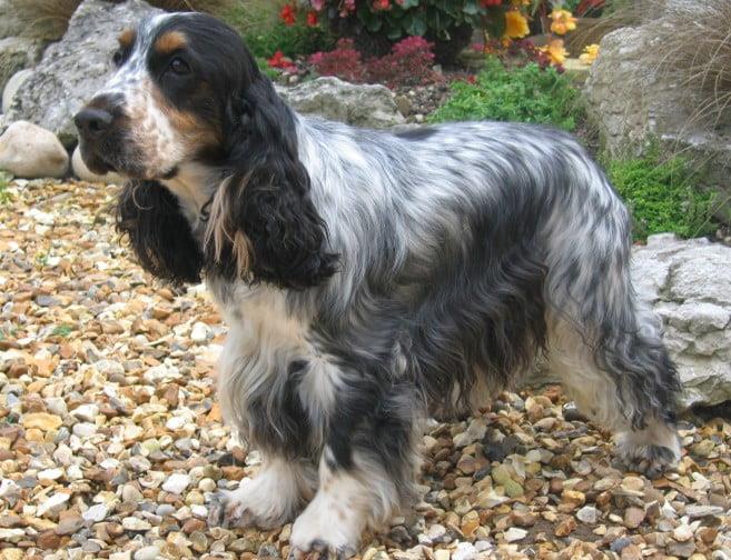 American Cocker Spaniel