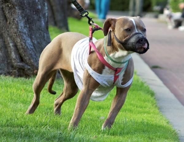 American Pit Bull Terrier