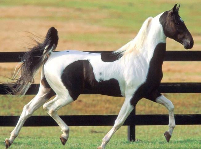 American Saddlebred Horse