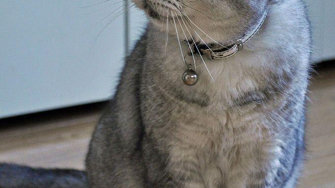 American Shorthair Cat