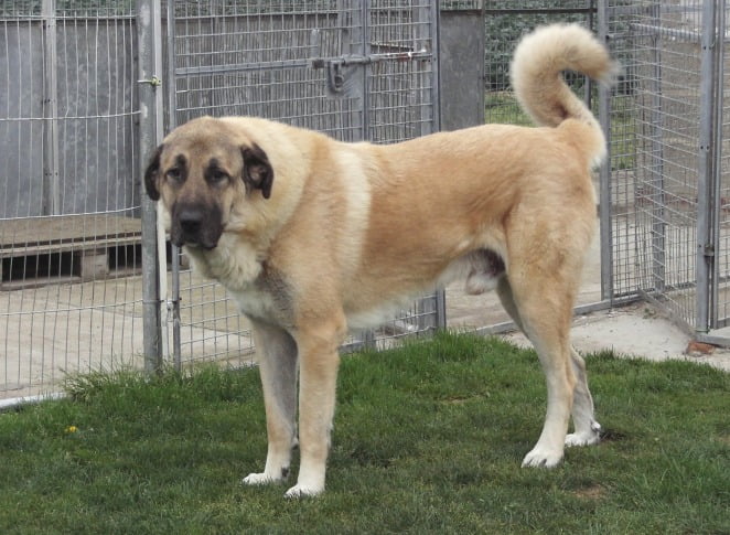Anatolian Shepherd Dog - Karabash