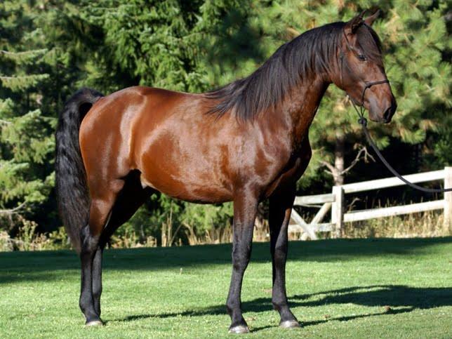 The Majestic Andalusian Horse: History, Characteristics, and Care