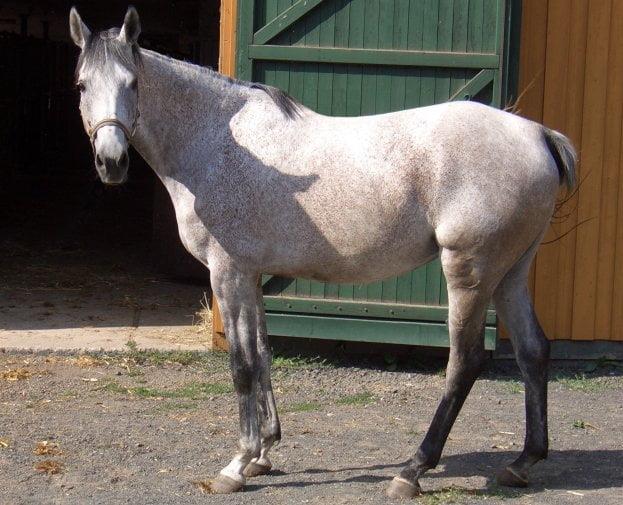 Anglo-Arabian horse - Anglo Arab