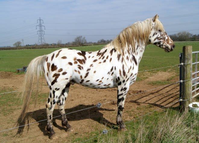 Discovering the Appaloosa Horse: History, Characteristics, and Care