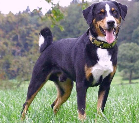Appenzell Mountain Dog (Appenzeller)