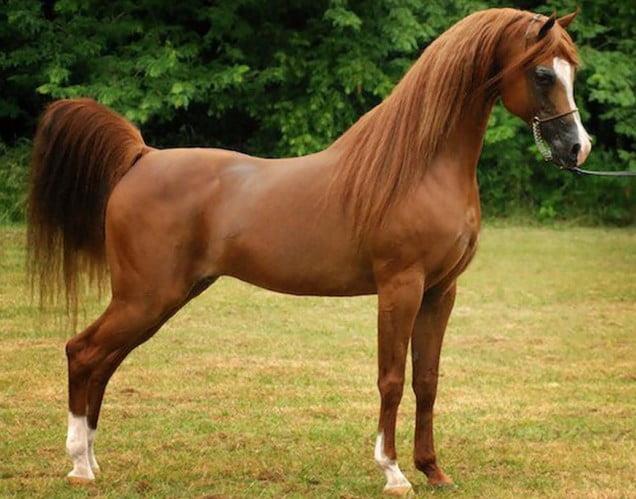 The Majestic Arabian Horse: History, Characteristics, and Care