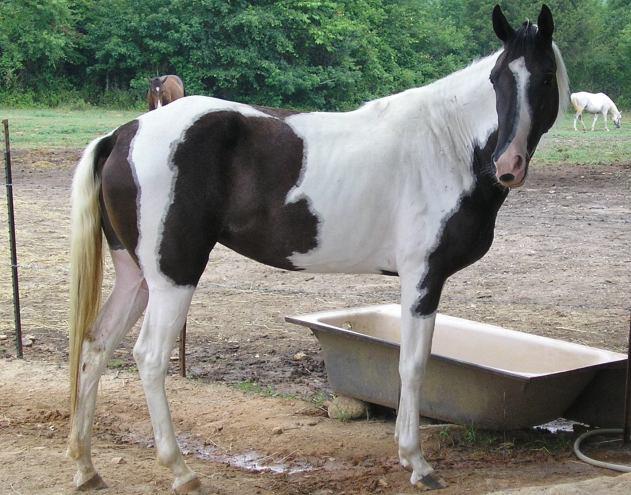 Arappaloosa Horse