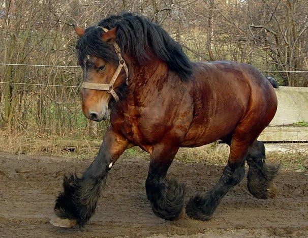 Ardennes Horse