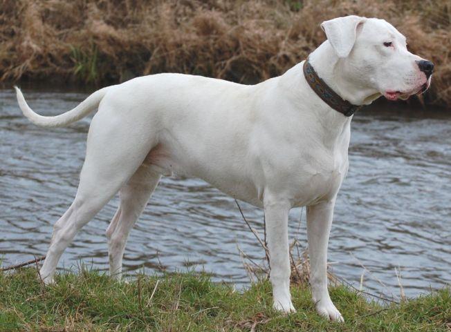 Argentine Dogo