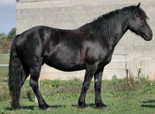 Ariegeois Pony