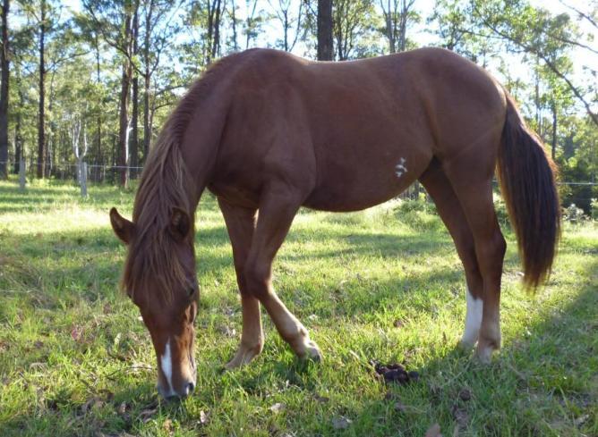 Australian Brumby