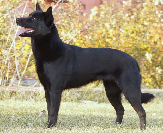 The Ultimate Guide to the Australian Kelpie: History, Traits, and Care
