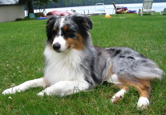 The Ultimate Guide to Australian Shepherds: Everything You Need to Know