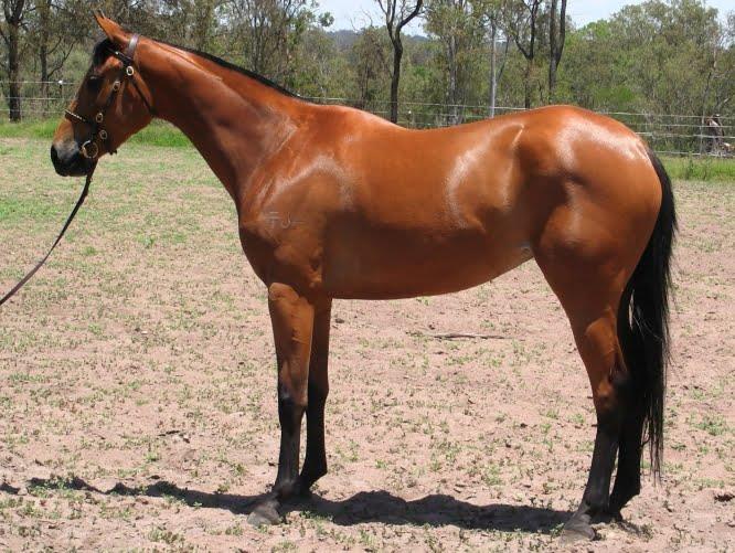 Australian Stock Horse