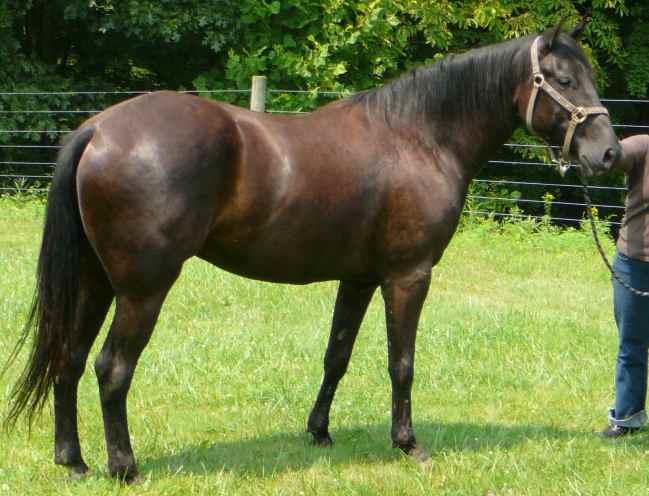 Azteca Horse