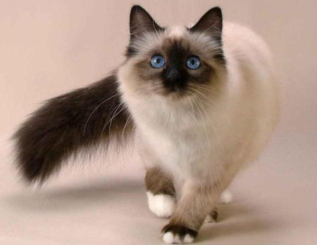 Balinese Cat