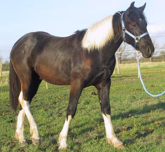 Barb Horse