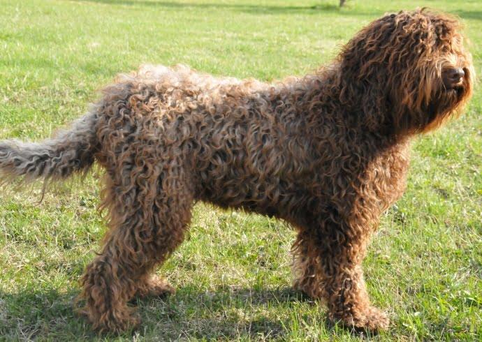 Barbet Dog