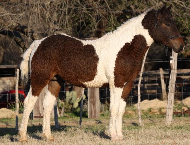 Bashkir Horse