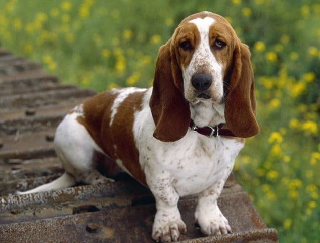 Basset Hound