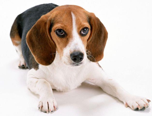 Beagle