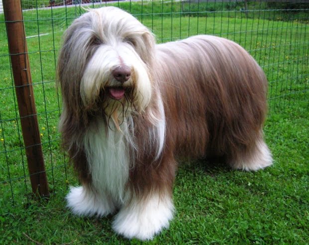 Bearded Collie