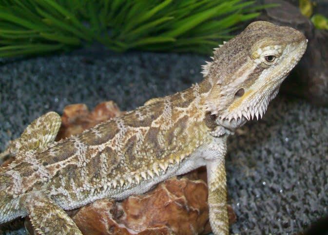 Bearded Dragon Care: A Comprehensive Guide for Australian Pet Owners