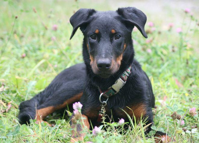 Beauceron